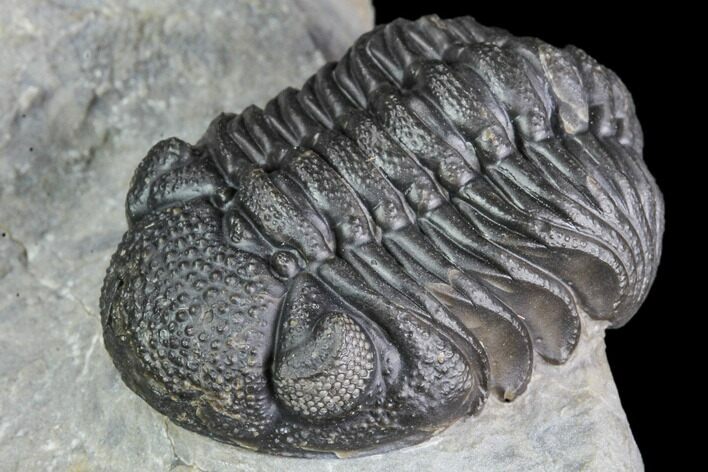 Detailed Morocops Trilobite - Nice Eye Facets #104968